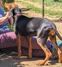 POPPY, Hund, Griechische Bracke in Backnang - Bild 9