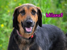 MILANA3, Hund, Mischlingshund in Russische Föderation - Bild 1