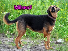 MILANA3, Hund, Mischlingshund in Russische Föderation - Bild 2