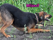 MILANA3, Hund, Mischlingshund in Russische Föderation - Bild 3