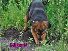 MILANA3, Hund, Mischlingshund in Russische Föderation - Bild 6