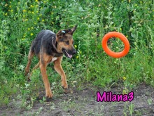 MILANA3, Hund, Mischlingshund in Russische Föderation - Bild 7