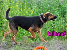 MILANA3, Hund, Mischlingshund in Russische Föderation - Bild 9