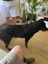 LUNA, Hund, Mischlingshund in Overath - Bild 2