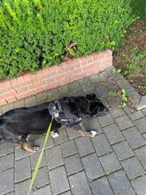 LUNA, Hund, Mischlingshund in Overath - Bild 3