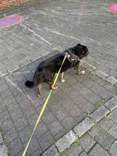 LUNA, Hund, Mischlingshund in Overath - Bild 4