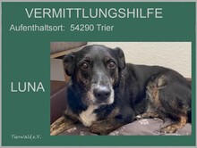 LUNA, Hund, Mischlingshund in Overath - Bild 7