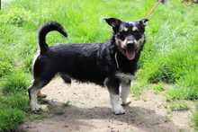 FREDY, Hund, Mischlingshund in Slowakische Republik - Bild 2