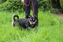 FREDY, Hund, Mischlingshund in Slowakische Republik - Bild 3