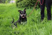 FREDY, Hund, Mischlingshund in Slowakische Republik - Bild 4