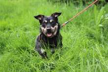 FREDY, Hund, Mischlingshund in Slowakische Republik - Bild 5