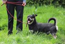 FREDY, Hund, Mischlingshund in Slowakische Republik - Bild 6