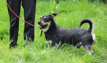 FREDY, Hund, Mischlingshund in Slowakische Republik - Bild 7