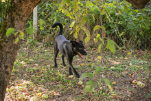 BOBO2, Hund, Mischlingshund in Kroatien - Bild 3