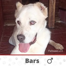 BARS, Hund, Mischlingshund in Bulgarien - Bild 1