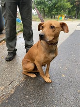 FANK, Hund, Mischlingshund in Herzberg