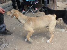 QUERIDO, Hund, Mischlingshund in Rumänien - Bild 9