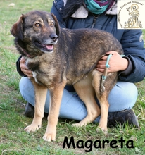 MARGARETA, Hund, Mischlingshund in Bosnien und Herzegowina - Bild 2