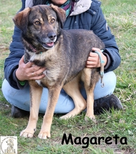 MARGARETA, Hund, Mischlingshund in Bosnien und Herzegowina - Bild 3