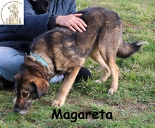 MARGARETA, Hund, Mischlingshund in Bosnien und Herzegowina - Bild 4