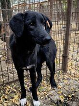 LETTY, Hund, Mischlingshund in Rumänien - Bild 5