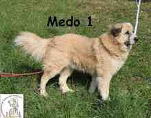 MEDO, Hund, Mischlingshund in Bosnien und Herzegowina - Bild 2