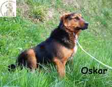 OSKAR, Hund, Mischlingshund in Bosnien und Herzegowina - Bild 2