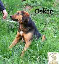 OSKAR, Hund, Mischlingshund in Bosnien und Herzegowina - Bild 3