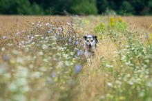 HALINKA, Hund, Mischlingshund in Polen - Bild 1