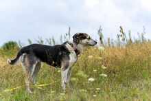 HALINKA, Hund, Mischlingshund in Polen - Bild 2