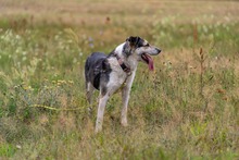 HALINKA, Hund, Mischlingshund in Polen - Bild 3