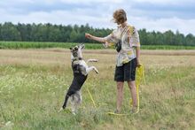 HALINKA, Hund, Mischlingshund in Polen - Bild 4