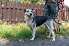 HALINKA, Hund, Mischlingshund in Polen - Bild 6