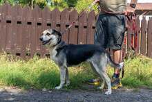 HALINKA, Hund, Mischlingshund in Polen - Bild 7