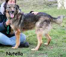 NUTELLA, Hund, Mischlingshund in Bosnien und Herzegowina - Bild 5