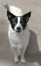 ZAMARA, Hund, Jack Russell Terrier-Mix in Bulgarien - Bild 1