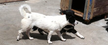 ZAMARA, Hund, Jack Russell Terrier-Mix in Bulgarien - Bild 2