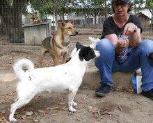 ZAMARA, Hund, Jack Russell Terrier-Mix in Bulgarien - Bild 3