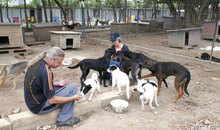 ZAMARA, Hund, Jack Russell Terrier-Mix in Bulgarien - Bild 4