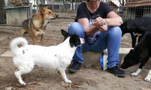 ZAMARA, Hund, Jack Russell Terrier-Mix in Bulgarien - Bild 6