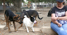 ZAMARA, Hund, Jack Russell Terrier-Mix in Bulgarien - Bild 7