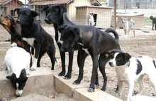 ZAMARA, Hund, Jack Russell Terrier-Mix in Bulgarien - Bild 8