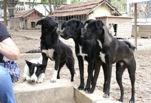 ZAMARA, Hund, Jack Russell Terrier-Mix in Bulgarien - Bild 9