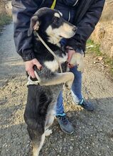 ESO, Hund, Mischlingshund in Slowakische Republik - Bild 11
