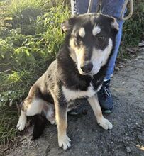 ESO, Hund, Mischlingshund in Slowakische Republik - Bild 12