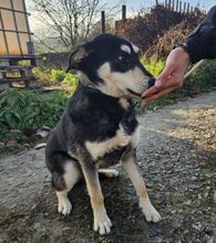 ESO, Hund, Mischlingshund in Slowakische Republik - Bild 13