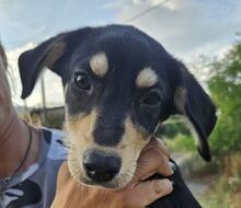 ESO, Hund, Mischlingshund in Slowakische Republik - Bild 14
