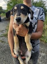 ESO, Hund, Mischlingshund in Slowakische Republik - Bild 15