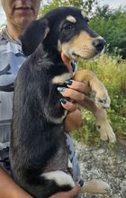 ESO, Hund, Mischlingshund in Slowakische Republik - Bild 16