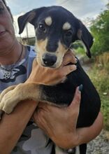ESO, Hund, Mischlingshund in Slowakische Republik - Bild 17